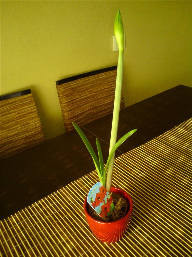amaryllis